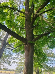 Catalpa speciosa