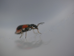Anthocomus