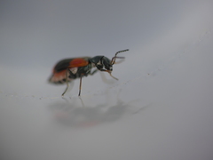 Anthocomus