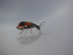 Anthocomus