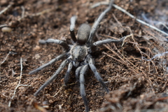 Ischnocolus valentinus