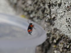 Anthocomus