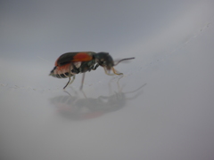 Anthocomus