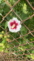 Hibiscus syriacus