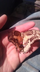 Heraclides ornythion