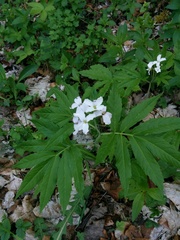 Cardamine heptaphylla