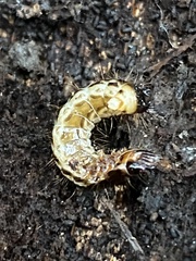 Stenagostus rhombeus