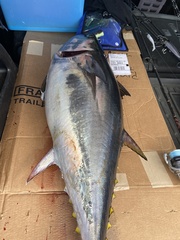 Thunnus atlanticus