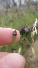 Equisetum × trachyodon