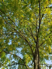 Juglans nigra