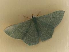 Thalassodes quadraria