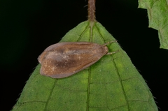 Gampola