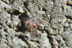 Balaustium