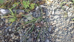 Equisetum × trachyodon