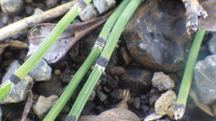 Equisetum × trachyodon
