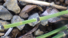 Equisetum × trachyodon