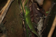 Enyalius iheringii
