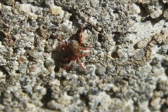 Balaustium