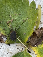 Eumesosoma