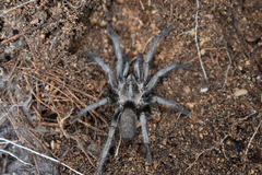 Ischnocolus valentinus