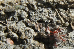Balaustium