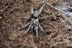 Ischnocolus valentinus