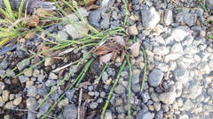 Equisetum × trachyodon