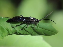 Coelichneumon azotus