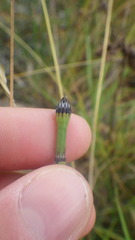 Equisetum × trachyodon
