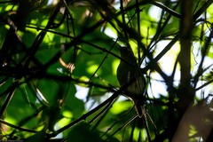 Macrosphenus concolor