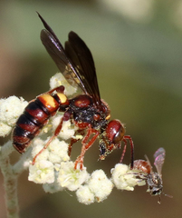 Cerceris bicornuta
