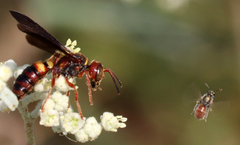 Cerceris bicornuta
