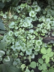 Glechoma hederacea