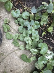 Glechoma hederacea