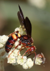 Cerceris bicornuta