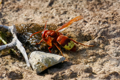 Vespa orientalis