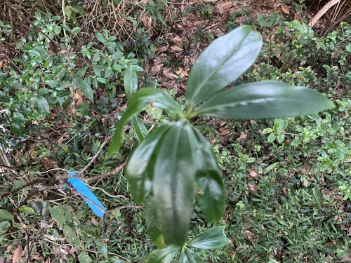 Image of Daphne kiusiana by (c) 呂一起(Lu i-chi), some rights reserved (CC BY)