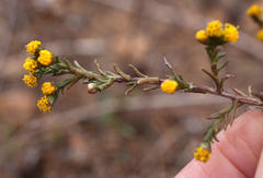Marasmodes polycephala