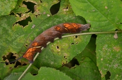 Neogurelca himachala