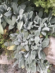 Stachys byzantina