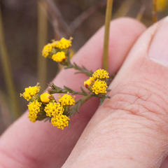 Marasmodes polycephala