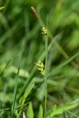 Carex meadii