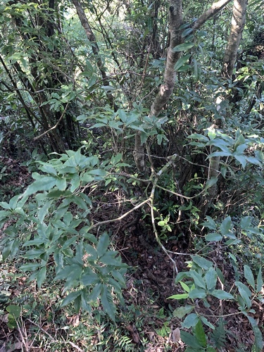 Image of Quercus salicina by (c) 呂一起(Lu i-chi), some rights reserved (CC BY)