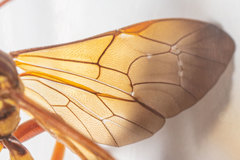 Neotheronia bicincta image
