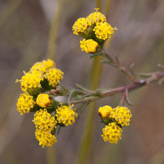 Marasmodes polycephala