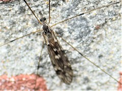 Tipula confusa