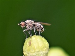 Schoenomyza litorella