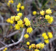 Marasmodes polycephala