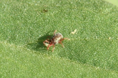 Balaustium