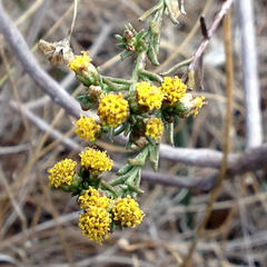 Marasmodes polycephala